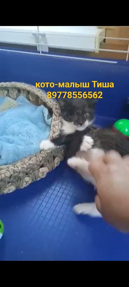 🙏🙏🙏❤️У него должна быть семья кото-мамы и кото-папы❤️🙏🙏🙏