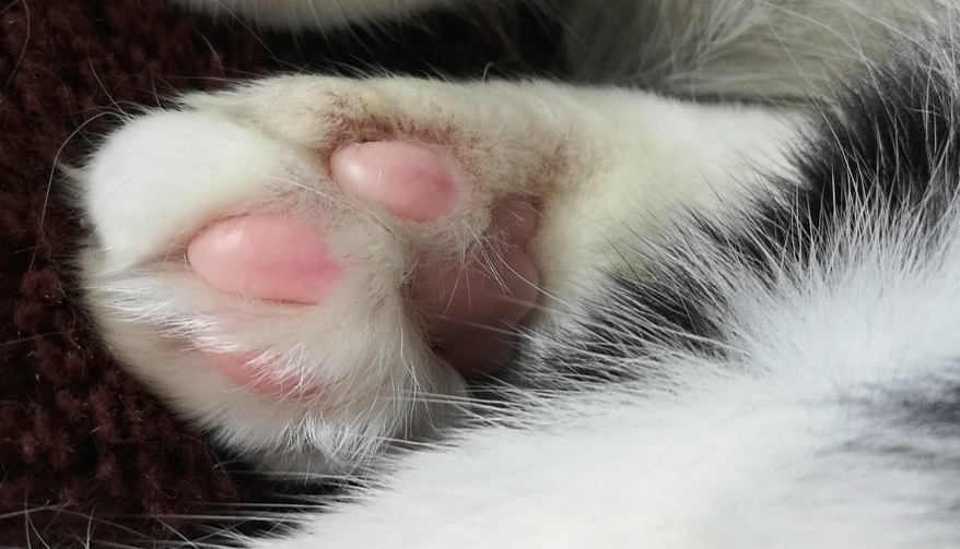 Лапка с белым: обесцвечены шерсть и пальцы