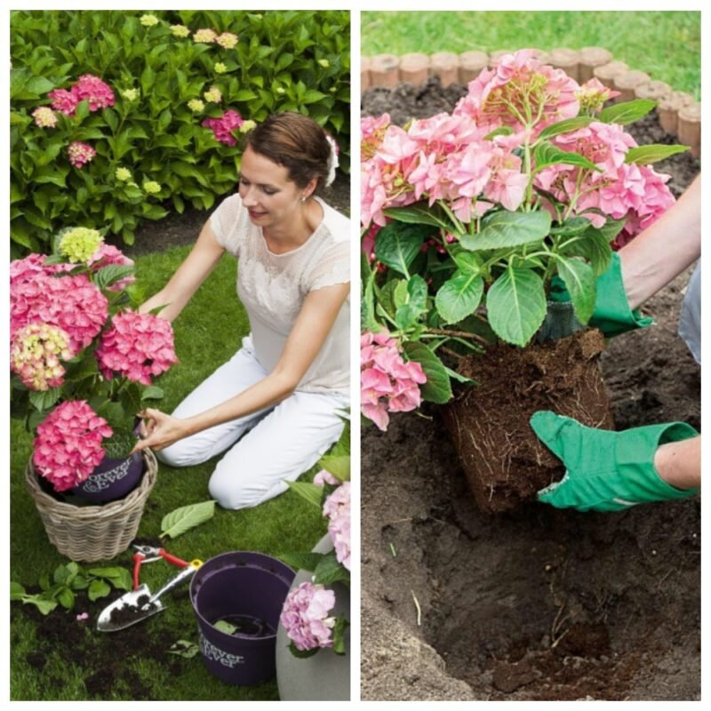 Пересадка гортензии
