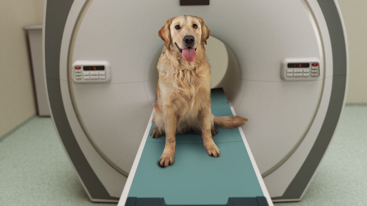 Собака на МРТ 