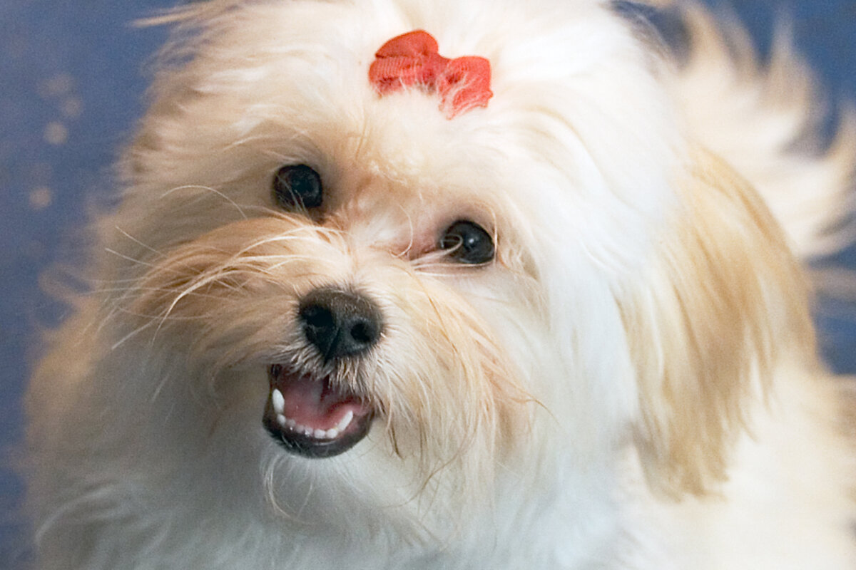 Хаванез (Фото: https://www.flickr.com/photos/kadima/2157622048/)