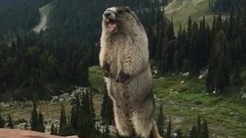 В интернете тогда появился мем с кричащим сусликом: "Когда приехал на свой дальневосточный гектар".