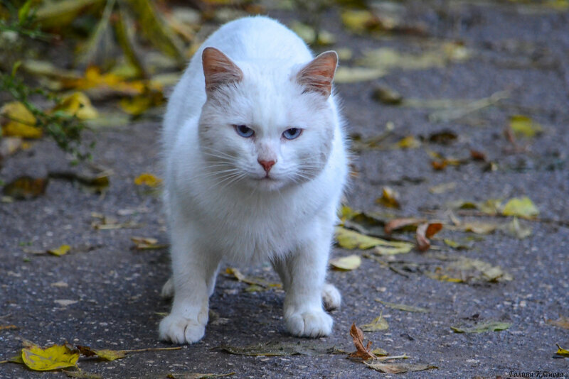 фото: из интернет-ресурса