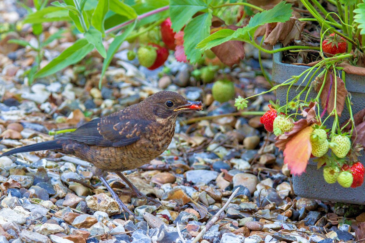 Эти птички — настоящие вредители. Фото: yagodnika.ru