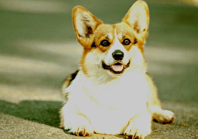 Вельш-корги-пемброк