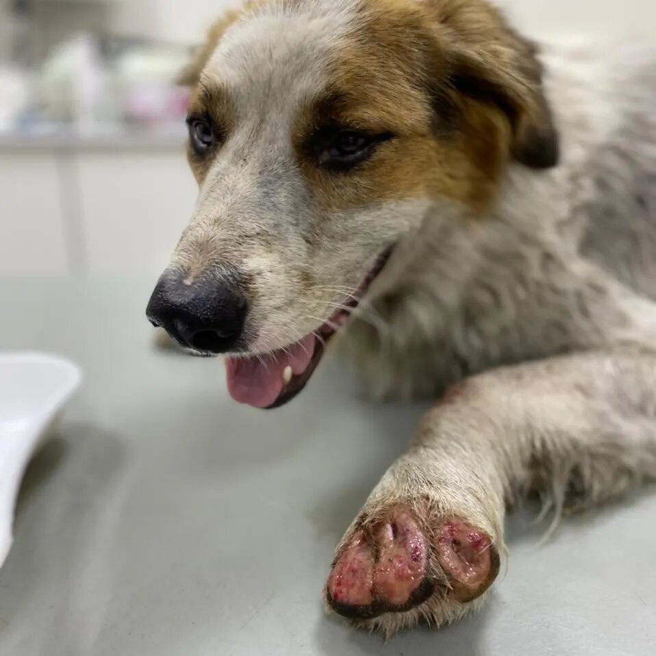 У Бима началась операция! 
Держите кулачки за мальчика 🙏
Поддержать можно👇

Карта сб 2202 2024 6687 1666
Прикреплена к номеру 89178312475 (НЕ ДЛЯ ЗВОНКОВ!) на имя
Елена Леонидовна Т.
💳 Карта Тинькофф 5213243915883746 на имя Елена Леонидовна Т.
💳 Карта ВТБ  2200 2404 4782 2665 на имя Елена Леонидовна Т
💰Киви-кошелек 8 960 892 17 31
📱Голодный номер 8 960 892 17 31
☎️ 8 960 892 17 31
По поводу переводов из-за границы,  работает корона пей. Пишите в личку
https://vk.com/club197011667
Фин отчёт в обсуждениях
#собака_с_тзр