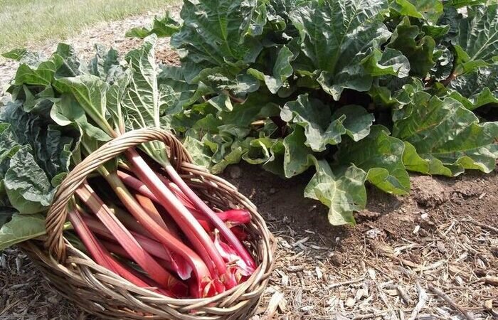 Сегодня сибирский ревень популярен в Европе и Северной Америке, где его называют «pie plant» - растением для пирога. / Фото: seeds.org.ua