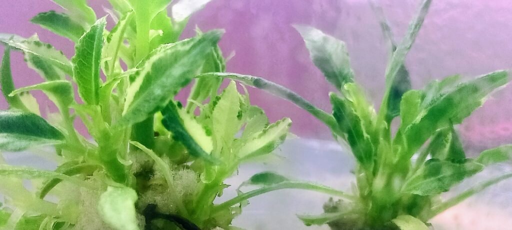 Фото: компания Nextagro, г. Нижний Новгород