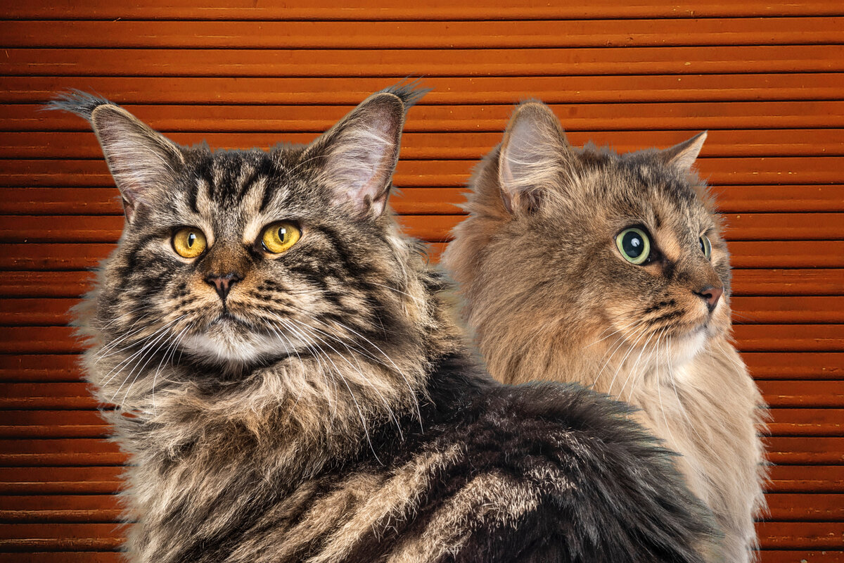 Мейн-кун и сибиряк. Коллаж автора.