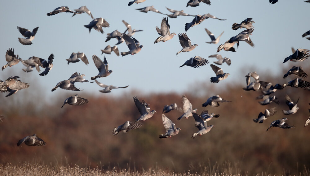 Осенью вяхири собираются в довольно большие стаи
