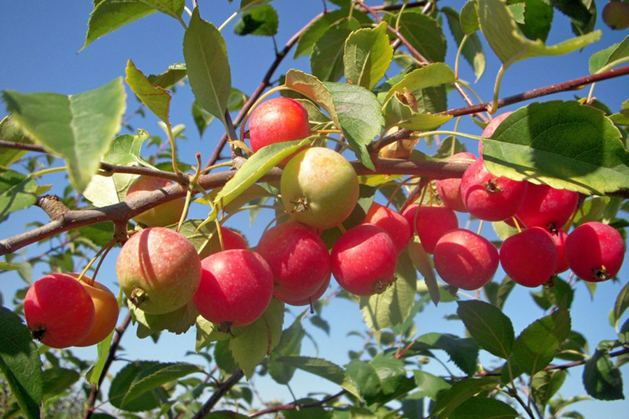 Фото из инета взято для иллюстрации