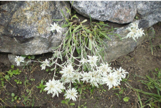Крымский Эдельвейс