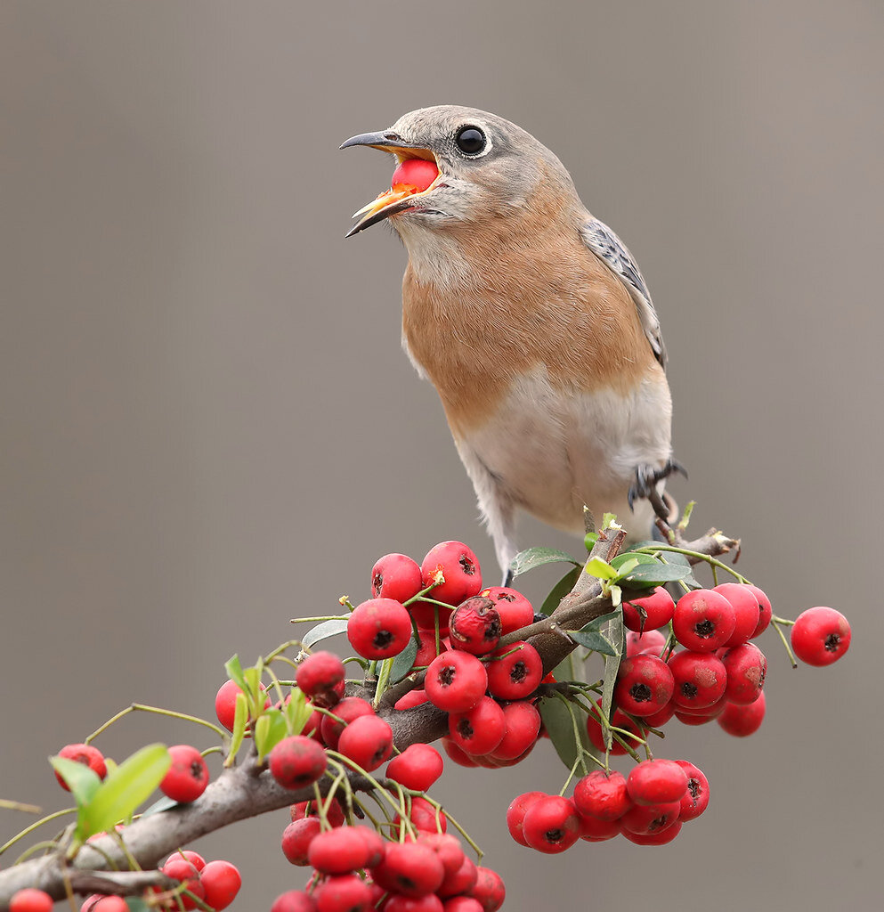 Фотку птицы, нашла в интернете