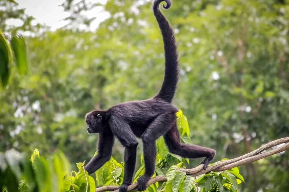     Почему у людей нет хвостов: загадка биологии, которая сложнее, чем кажется