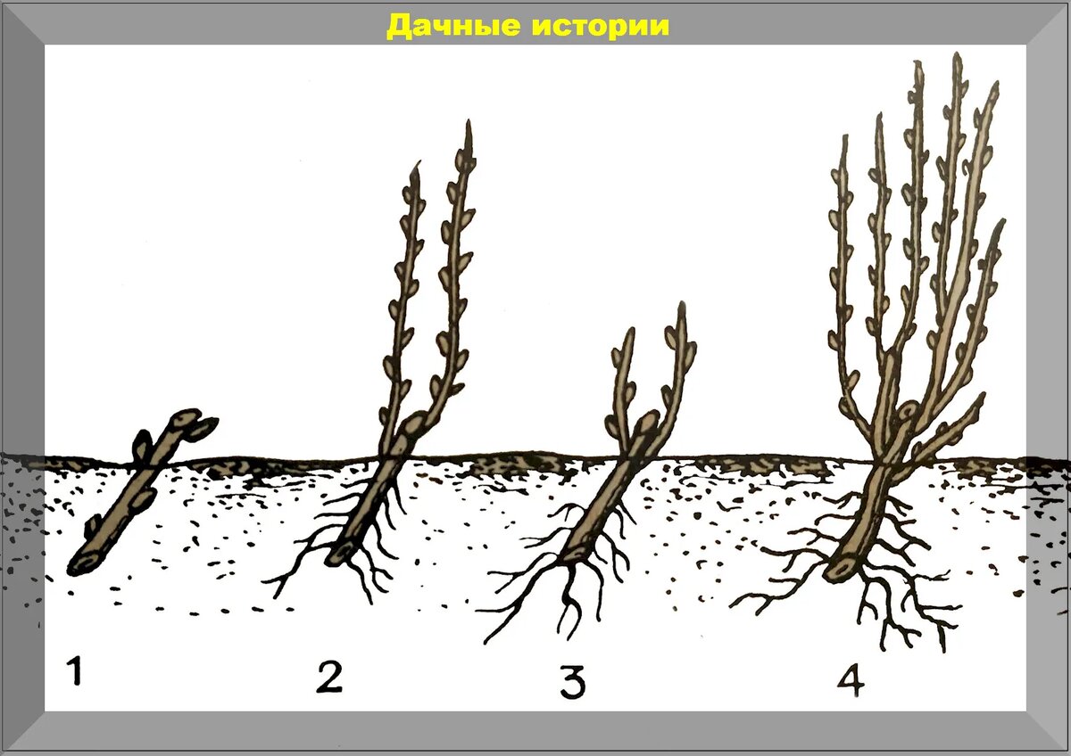 Смородина осенью: уход за кустами, посадка новых сортов, простейший способ  размножения смородины | Дачные истории | Дзен