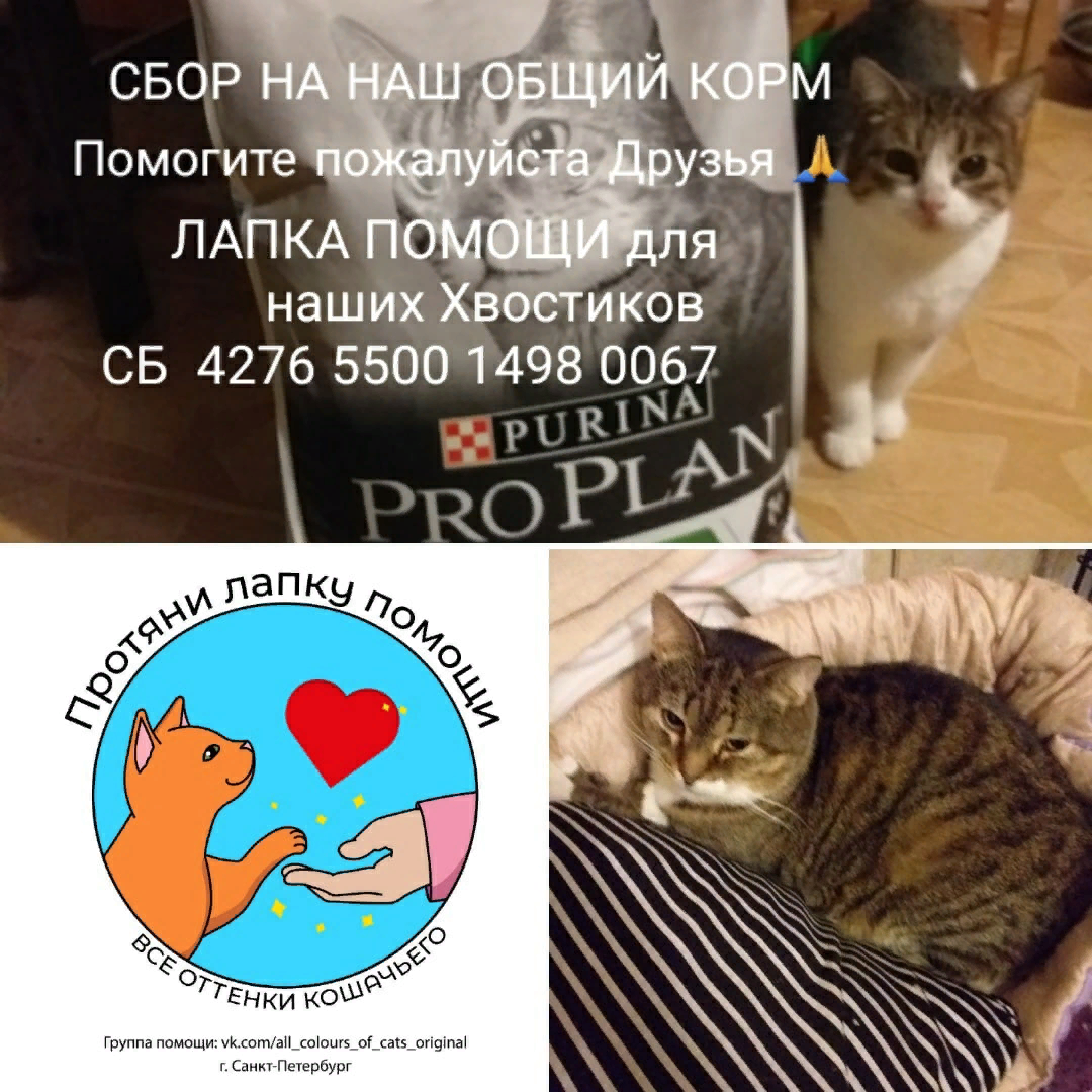 © ВСЕ ОТТЕНКИ КОШАЧЬЕГО. Закончился наш Волшебный Мешочек. 