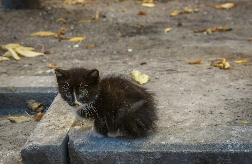 Фото бездомного кота