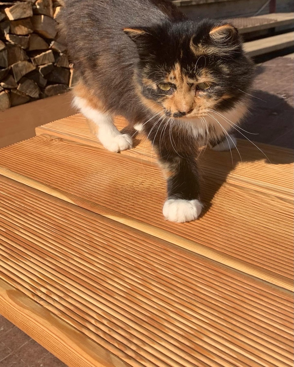 Лиственница террасная 