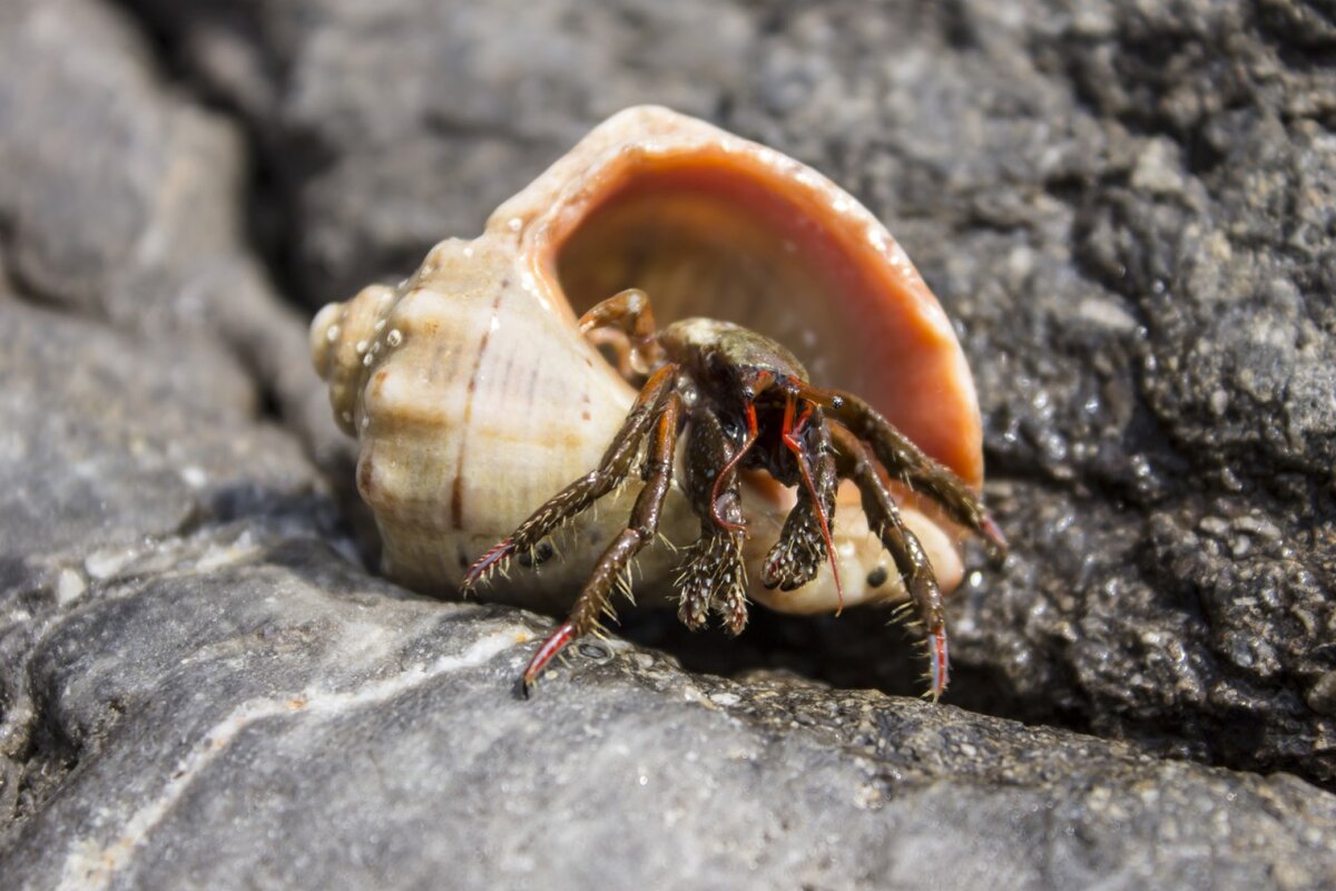 Даже у рачка есть домик в Крыму