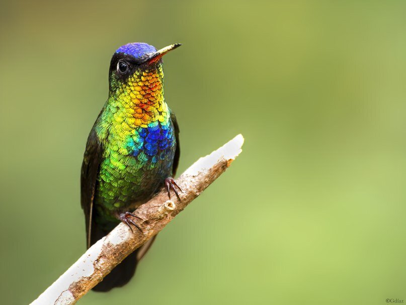 Включи bird. Panterpe insignis. Радужный Инка Колибри.