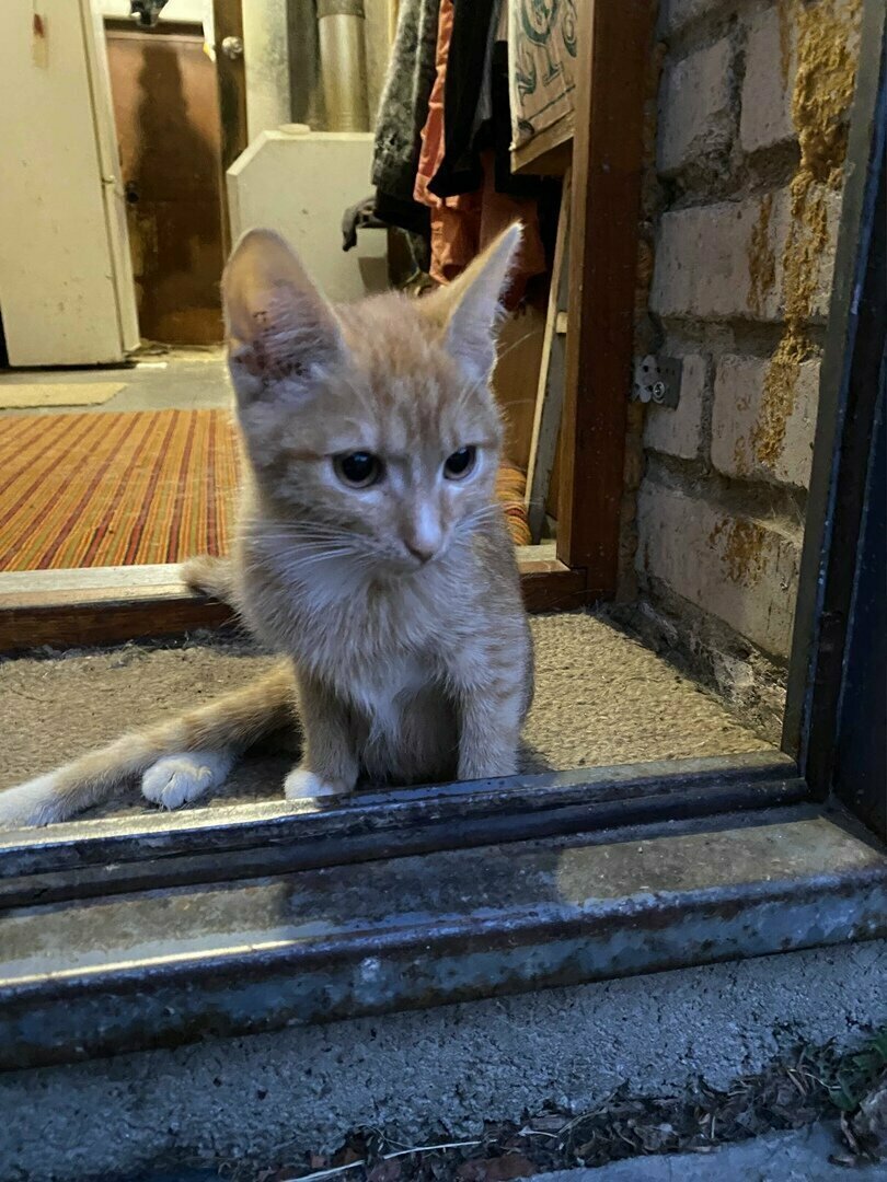 Жизнь Яши у порога