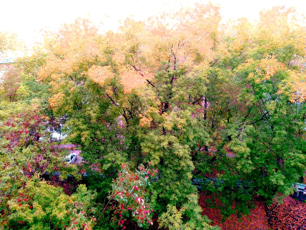 Золотая осень (фото автора)