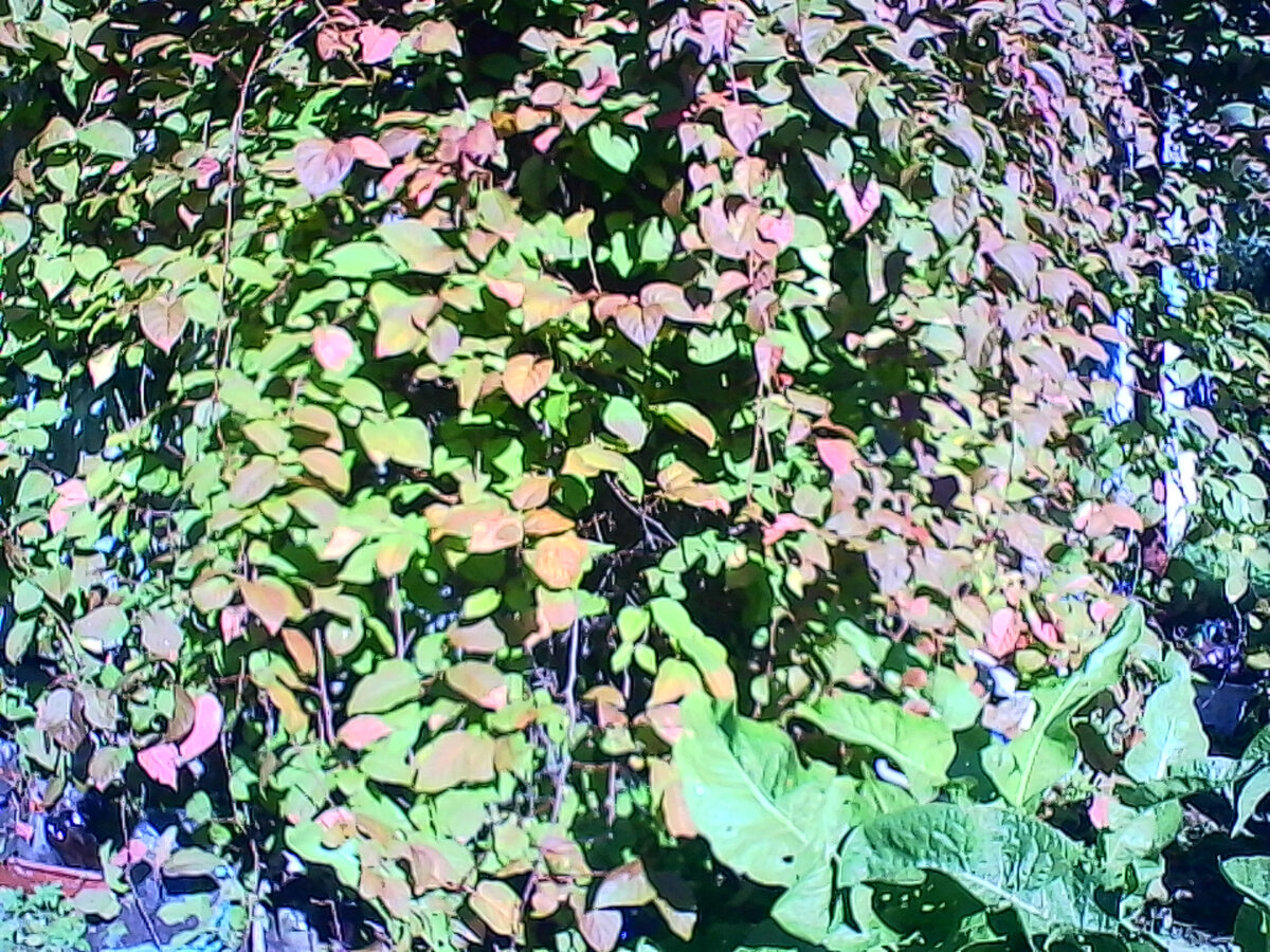 Китайский лимонник и актинидия - лианы на даче (фото автора). 