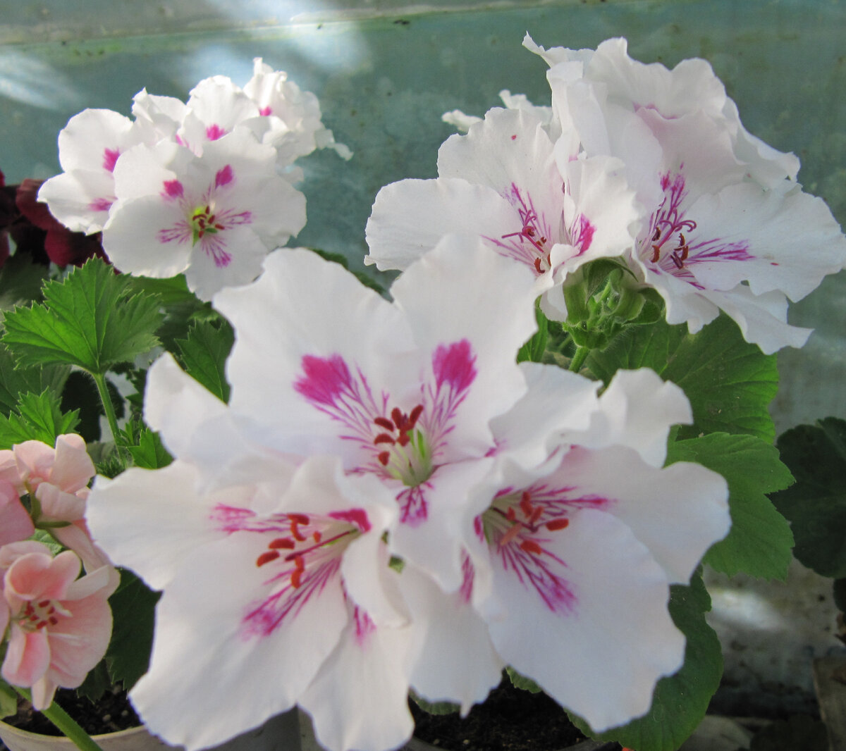 Novita Classics Raspberry
