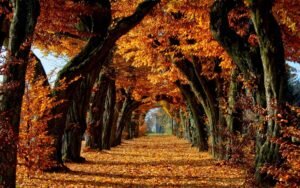    Фото: million-wallpapers.ru Анна Норкина