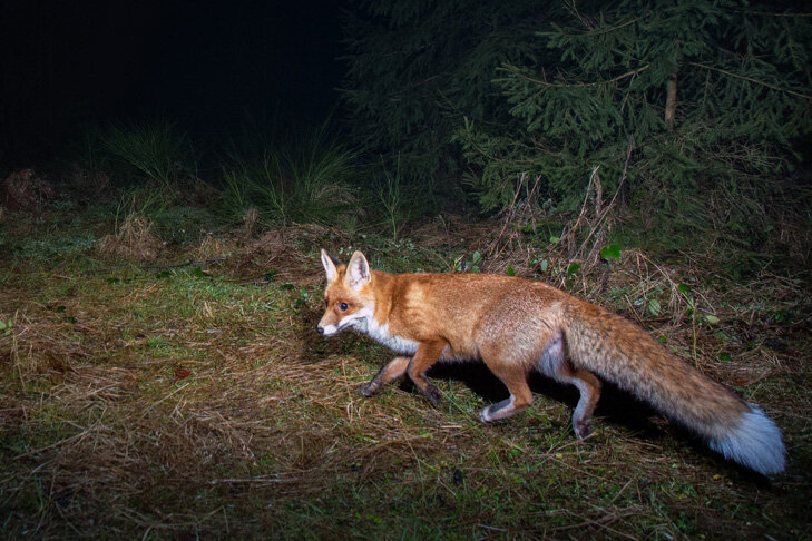    Лисы часто болеют бешенством. Фото с сайта freepik.com