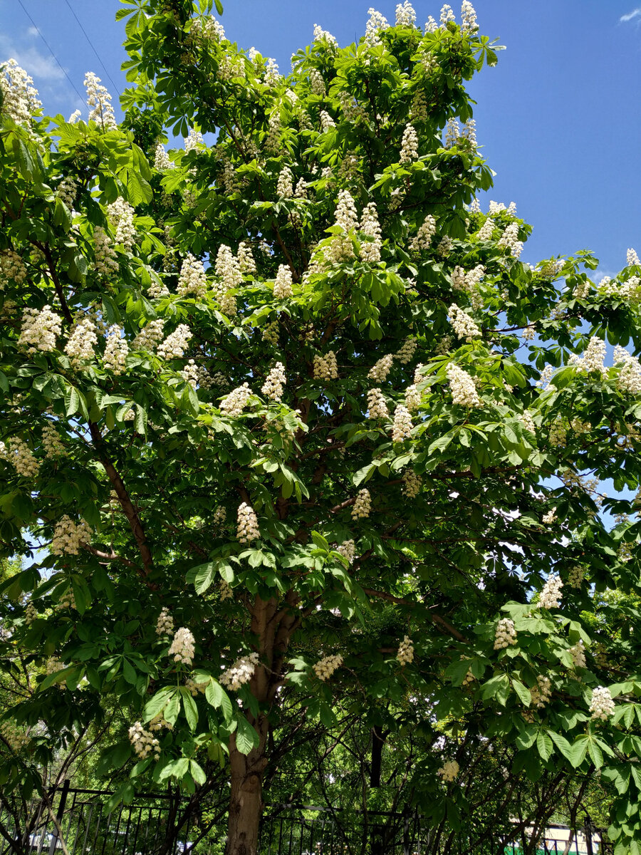 2021 май. Фото автора