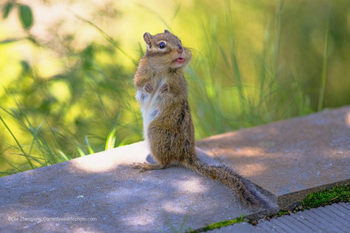 © Lee Zhengxing.
Финалист Comedy Wildlife Photography Awards’2022