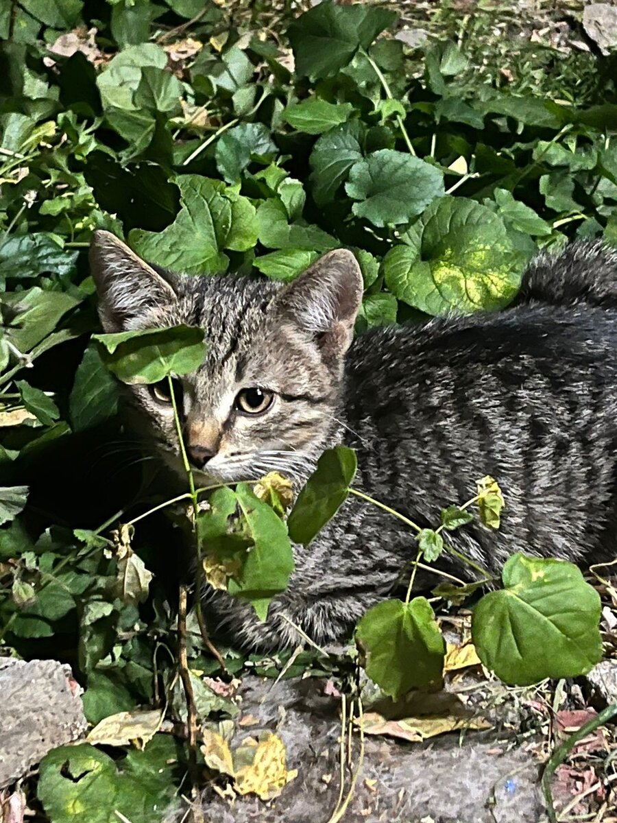 Один из котят кошки Мисти. Теперь его зовут Беня. А тогда не звали никак. И он ищет дом