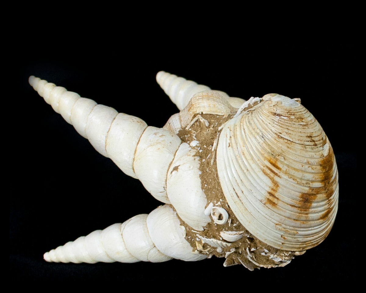 гастроподы кембрия. гастроподы окаменелые древние. гастропода окаменелость. окаменелости балтийского моря. гастропода euomphalus.