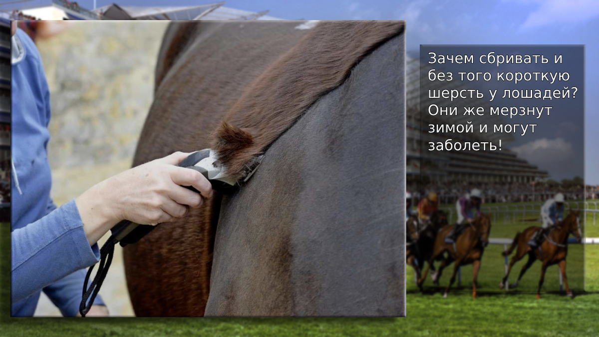 Зачем коротко стригут лошадей?