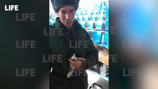 Доброволец из Марий Эл взял с собой кота с позывным Кися в зону СВО. Видео © LIFE
