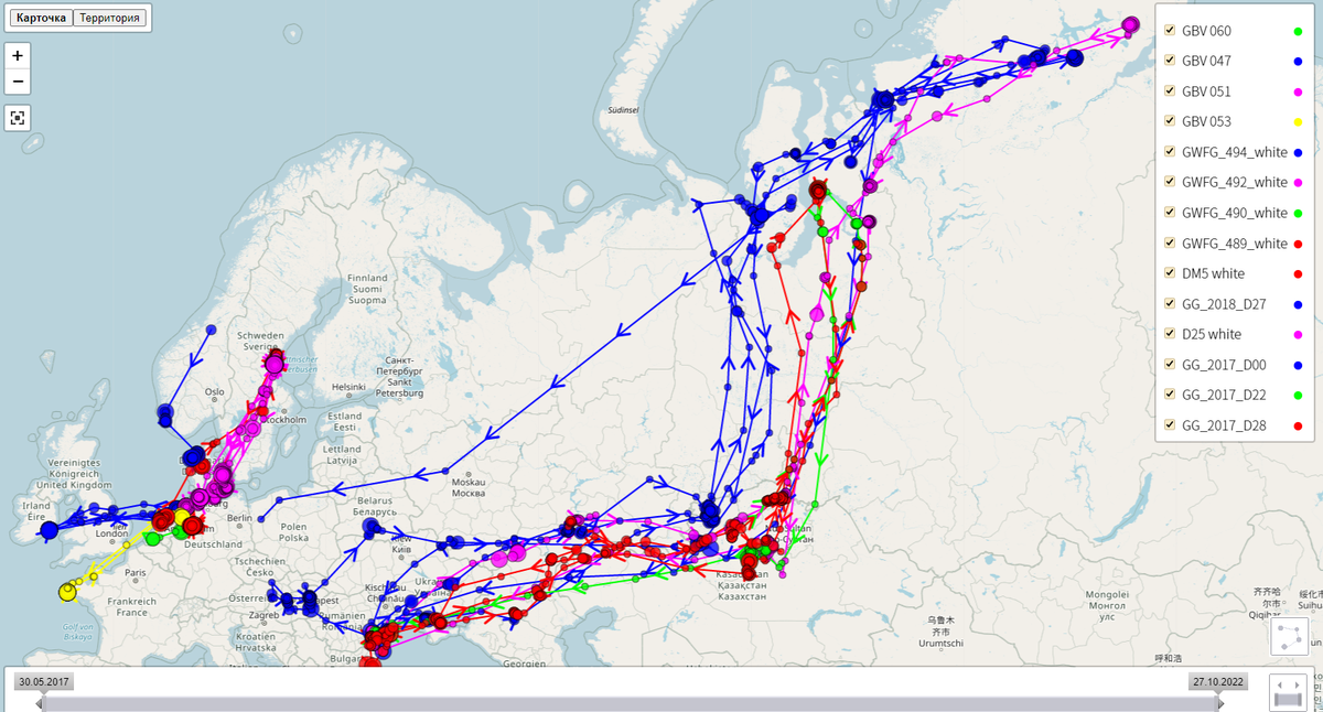 Это скрины с активной карты Европейских ученых за 20-22гг. Маршруты по Северной Европе - это Серый гусь, по Юго Восточной - белолобик. Кстати, тут хорошо видно, что один гусь GWFG_494_white вернулся на зимовку через Центральную Россию, а не Югом, как летел на гнездование.