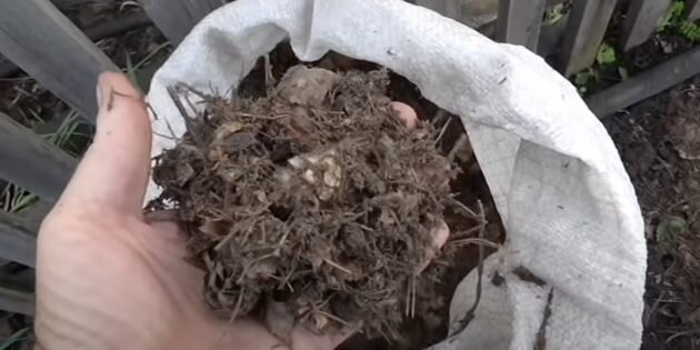 Хвойный опад можно найти в лесу. Кадр: Вкусный огород / YouTube📷
