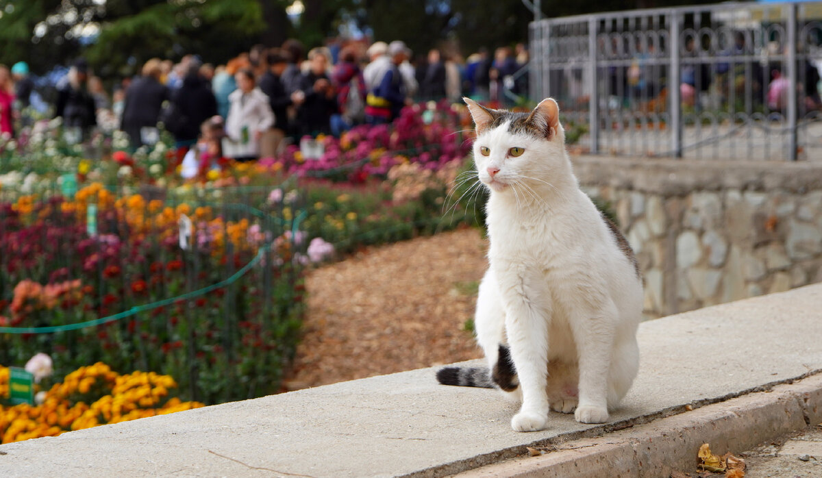 Бал хризантем под присмотром