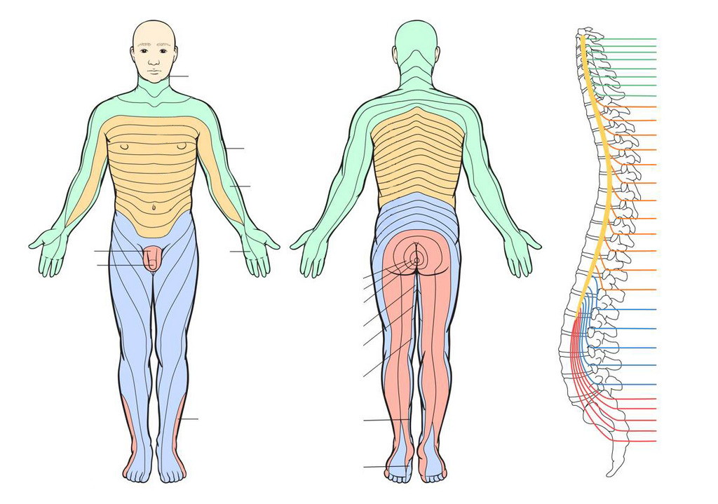 Нервная система кожи. Схема иннервации позвоночника сегменты. Иннервация l5-s1. Зоны иннервации спинномозговых нервов. Корешки спинного мозга дерматомы.