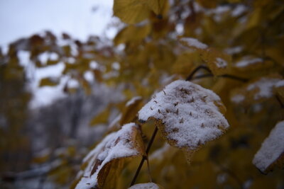    Первый снег ©Мария Шуревская РИАМО