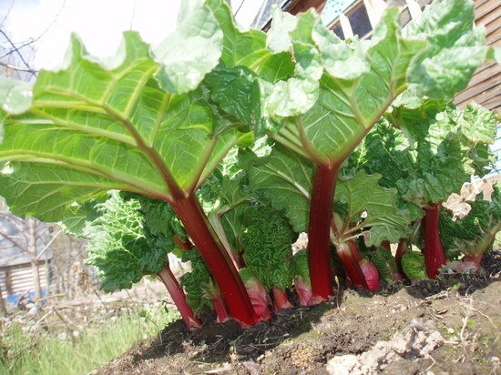     Как делать подзимний посев: советы от «МК в Хабаровске» / Екатерина Селиванова