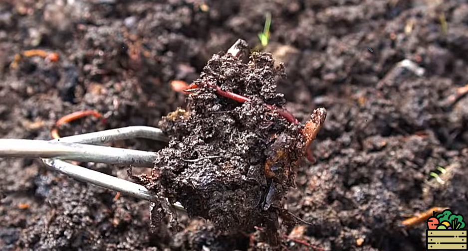 Секрет, который скрывают опытные огородники. Рассказываю, как бесплатно удобрить дачу на зиму