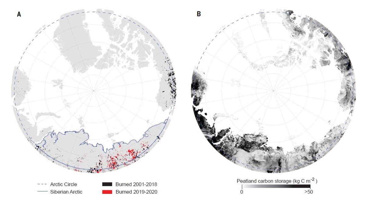     На рисунке А черный цвет соответствует землям, горевшим в 2001-2018 годы, красный - землям, впервые подвергнувшимся пожарам с 2019 по 2020 годы. Пунктиром обозначен Полярный круг. На рисунке В отражены запасы углерода в сибирских арктических почвах. Adrià Descals et al. / Science, 2022