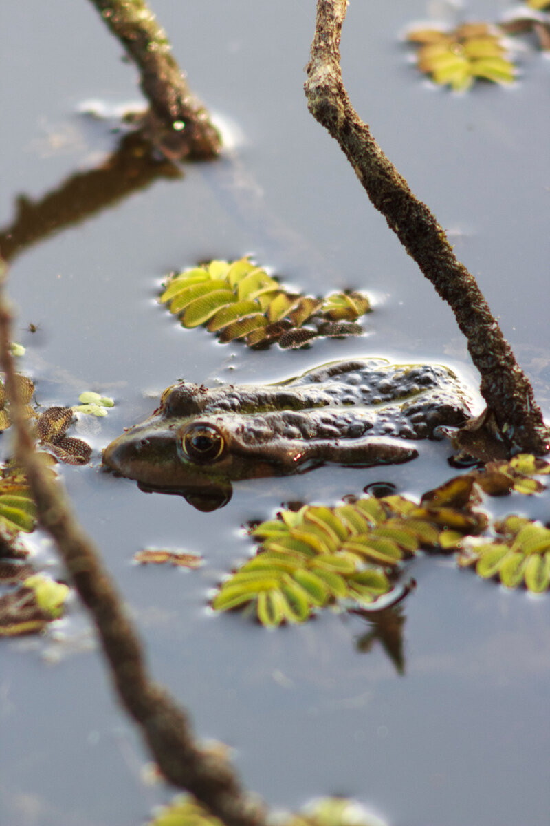 В отличие от соседа эта лягуха прекрасна и чудесна!