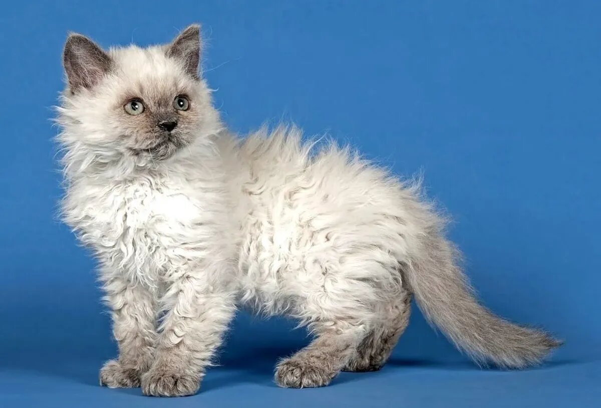Селкирк рекс. Фото: sobakatop.ru