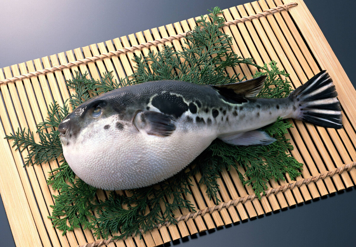 смертельно опасное блюдо из рыбы фуга