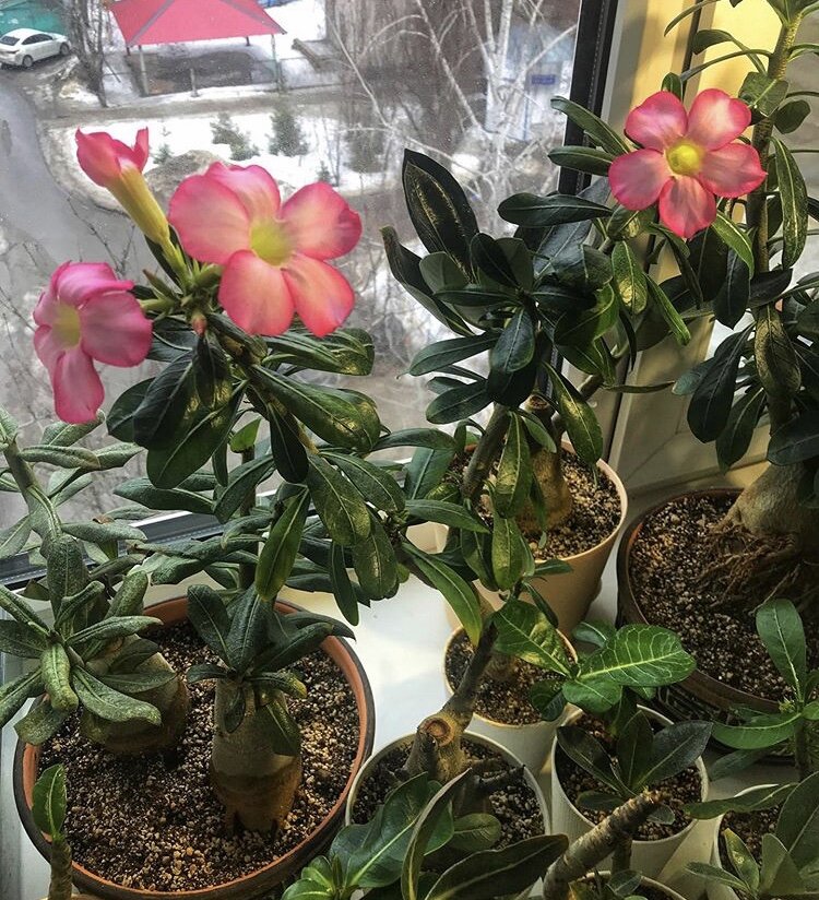 Адениум (Adenium): уход, фото, виды