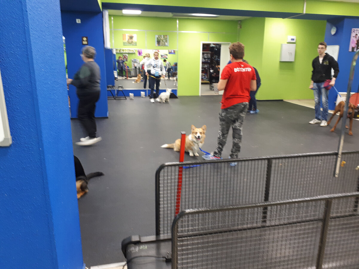 Дарвик тренируется с внуком, а с меня глаз не сводит