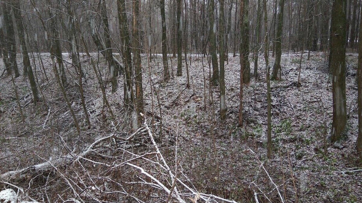     В Татарстане за минувший год не было ни одного лесного пожара. При этом годом ранее их произошло сразу 25. Такие данные привел начальник Главного управления МЧС России по РТ Рафис Хабибуллин.